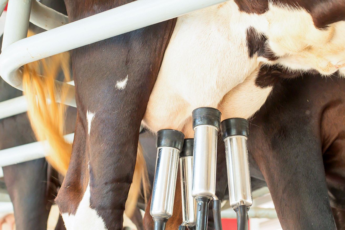 Ordenha Manual: Quando é a Melhor Opção para Pequenos Rebanhos?