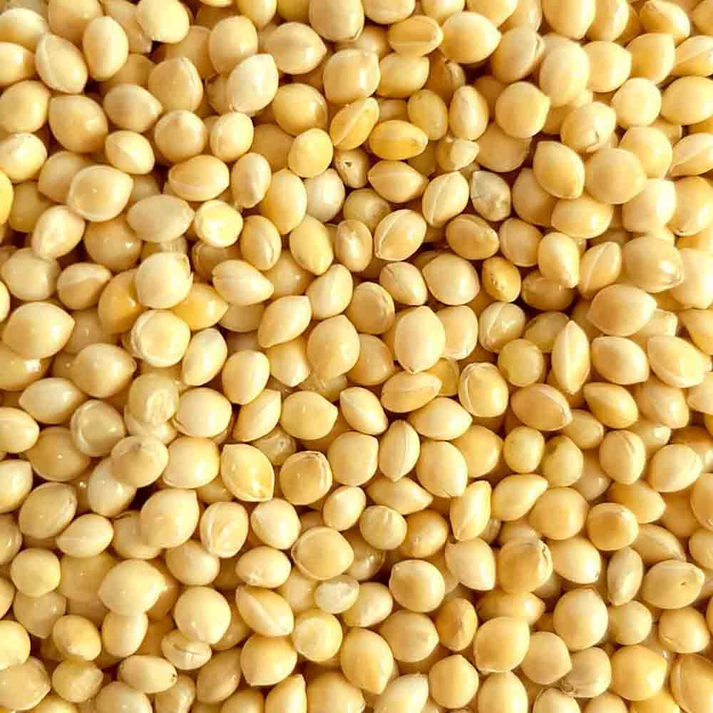 Painço na Dieta: Guia Completo de Benefícios e Como Incluir no Dia a Dia; Receitas com Painço: 5 Formas Deliciosas de Usar o Cereal Sem Glúten; Painço vs. Arroz: Qual o Melhor Cereal para sua Saúde?; Painço para Celíacos: Um Aliado Nutritivo e Versátil na Alimentação; Como Cozinhar Painço Perfeitamente: Dicas para um Grão Soltinho e Saboroso