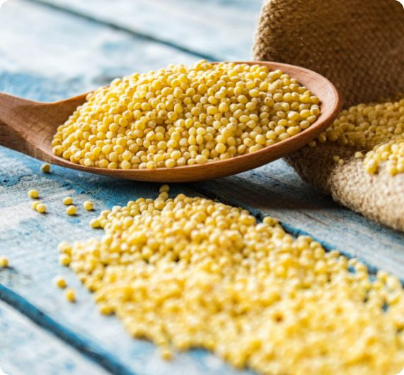 Painço na Dieta: Guia Completo de Benefícios e Como Incluir no Dia a Dia; Receitas com Painço: 5 Formas Deliciosas de Usar o Cereal Sem Glúten; Painço vs. Arroz: Qual o Melhor Cereal para sua Saúde?; Painço para Celíacos: Um Aliado Nutritivo e Versátil na Alimentação; Como Cozinhar Painço Perfeitamente: Dicas para um Grão Soltinho e Saboroso