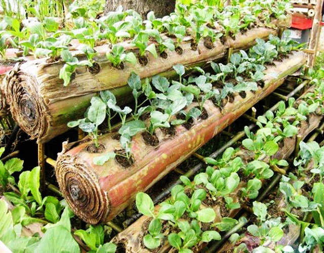 permacultura na prática