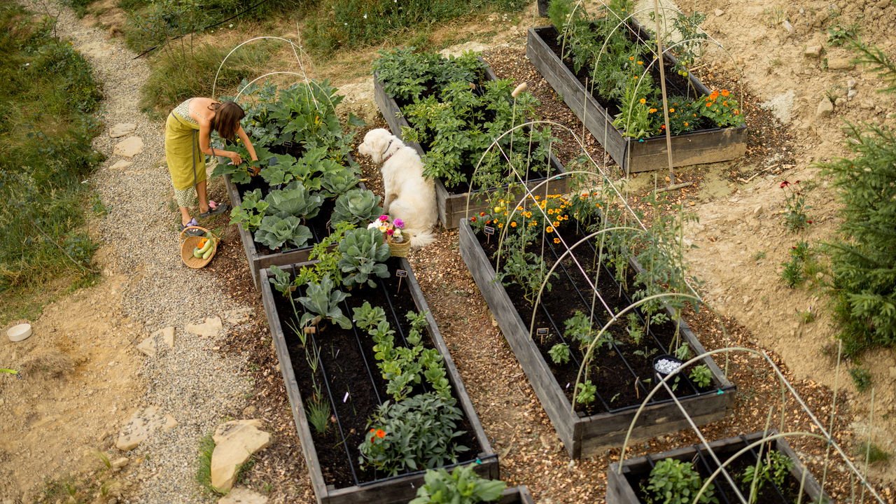 Como Criar uma Horta Orgânica Sustentável em Apartamento