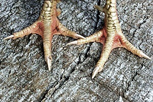 Receita Simples e Deliciosa de Pé de Galinha Ensopado