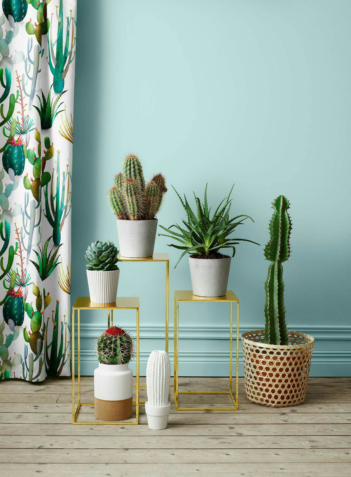 plantas para ambientes com pouca luz e decoração