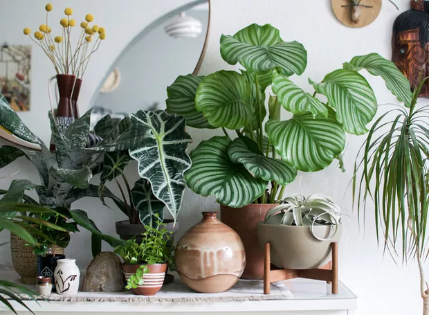 erros comuns ao decorar com plantas em casa