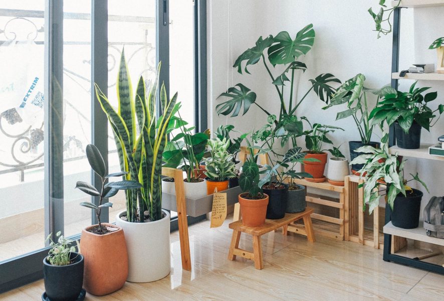 melhores plantas para decorar sala de estar