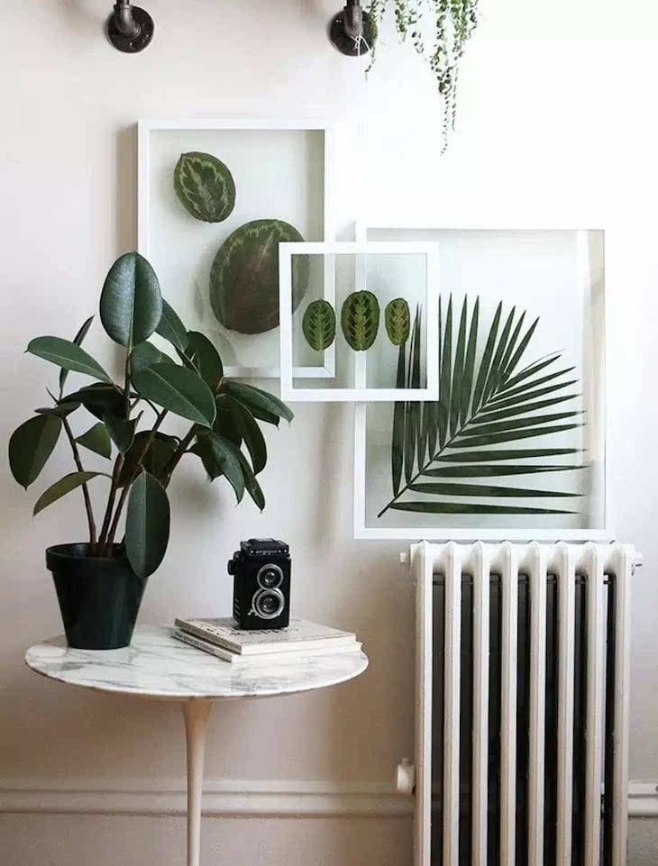 melhores plantas para decorar sala de estar