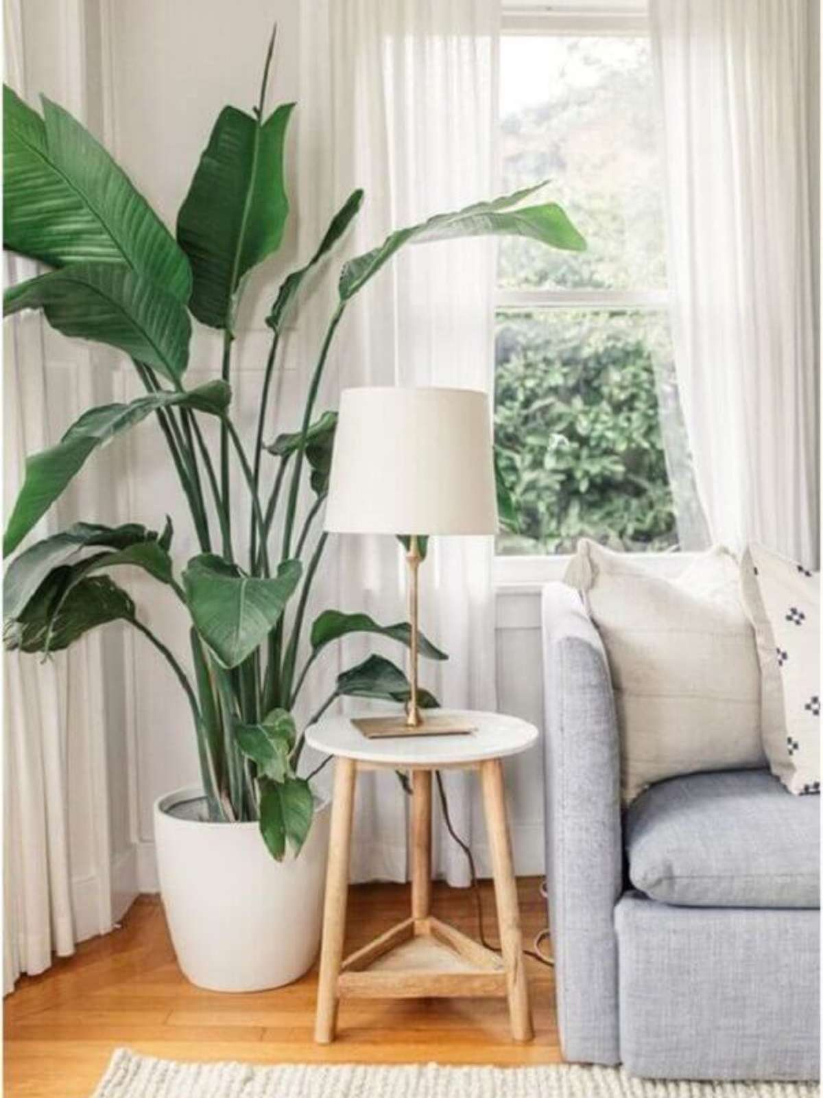 plantas para decoração