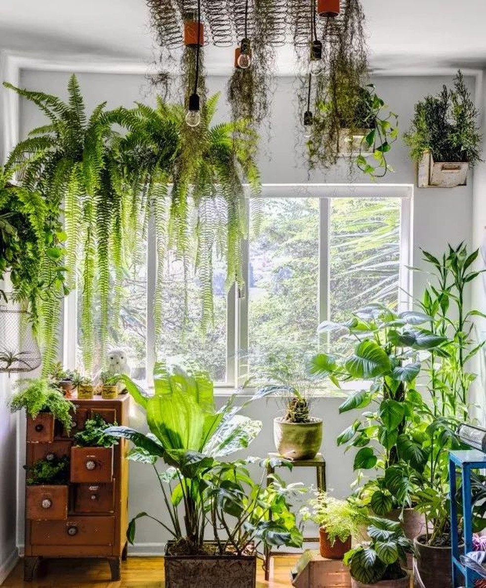 quanto custa decorar com plantas de interior