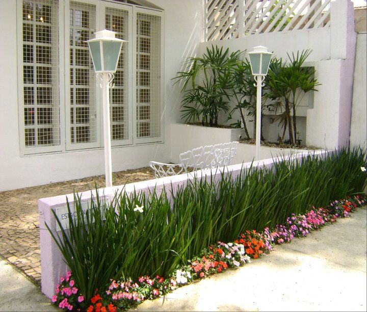 plantas para canteiro de muro