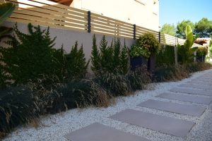 plantas para muro com sol