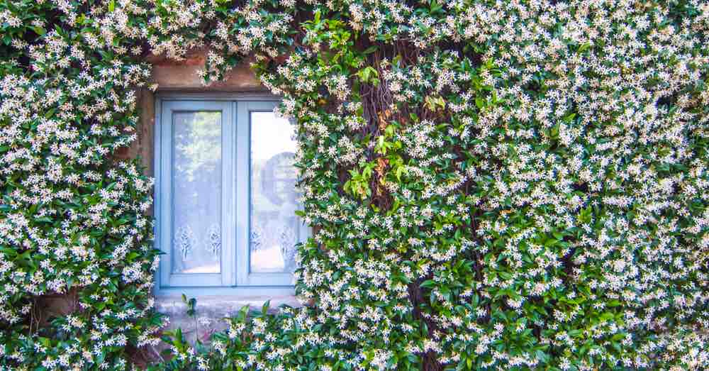 plantas para muro com sombra