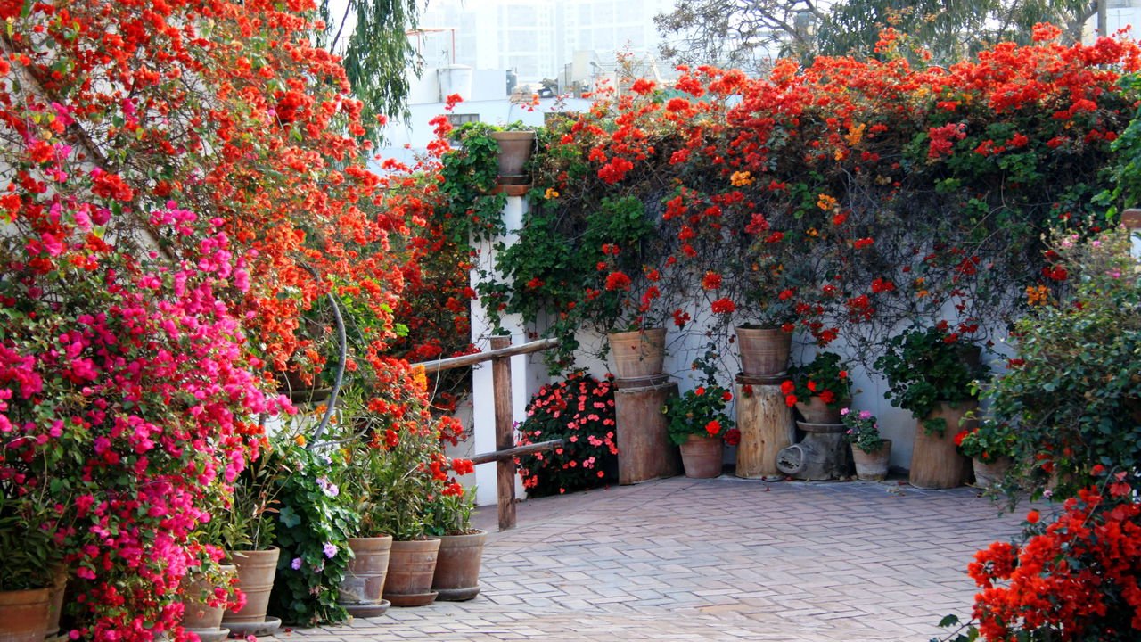 flores para muro