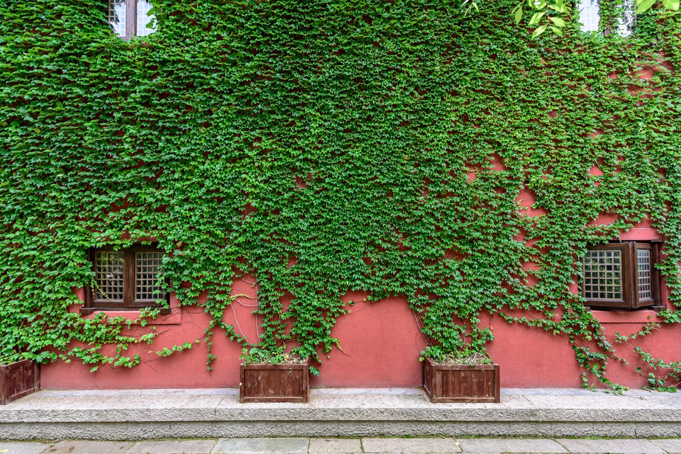 jardim vertical muro