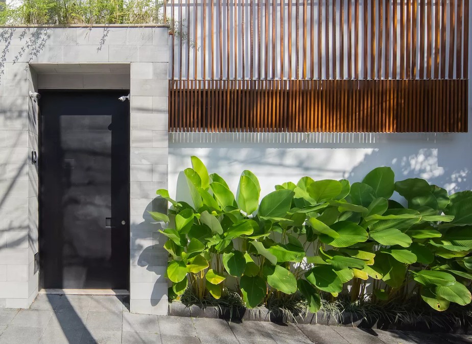 plantas para muro com sombra