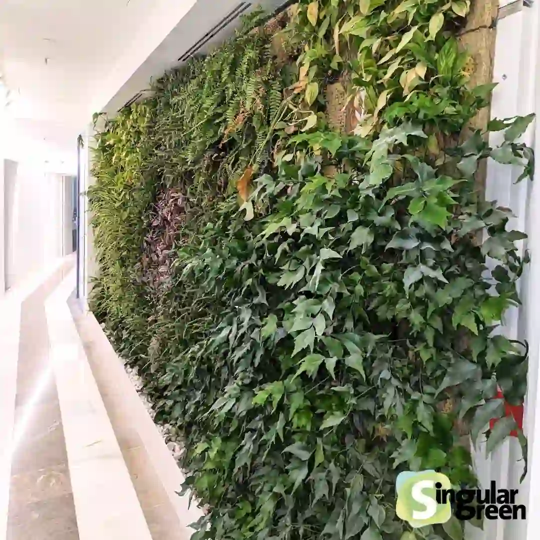 plantas de baixa manutenção para muro