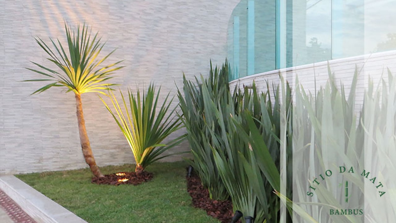 plantas para frente de casa muro