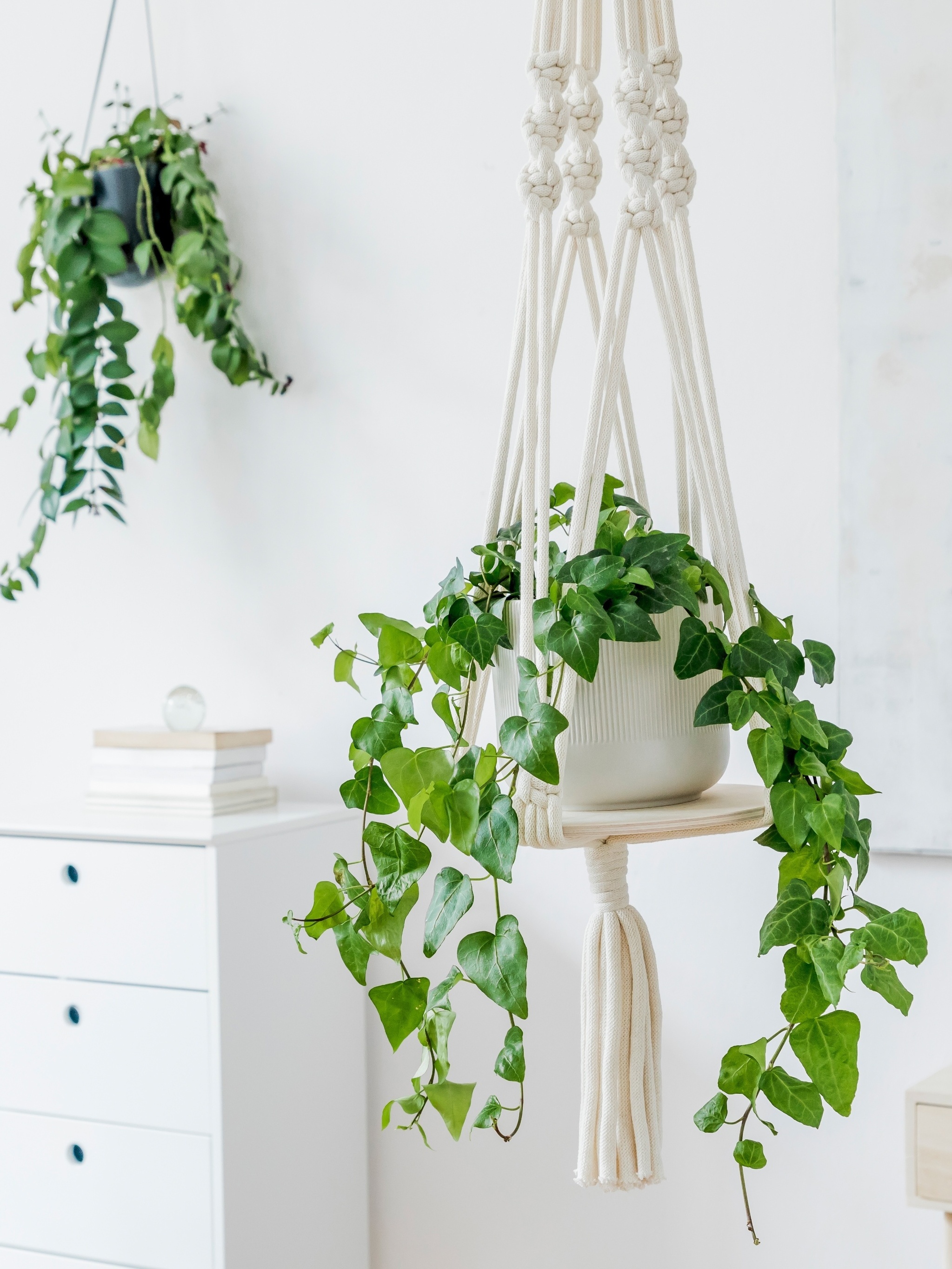 plantas baratas e fáceis de cuidar para sala pequena