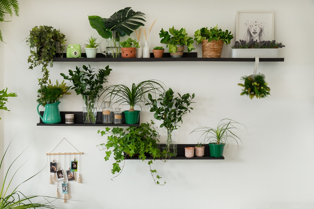 plantas pendentes ou de chão para sala pequena