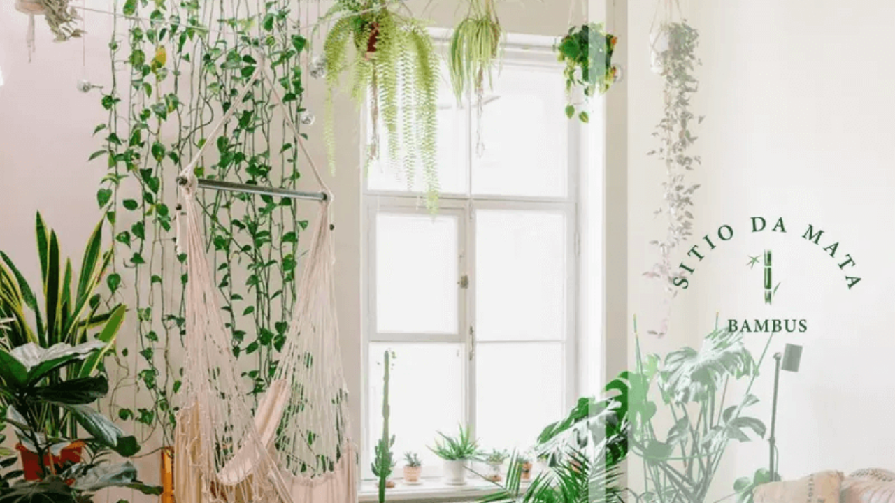 jiboia vs zamioculca qual a melhor para sala pequena