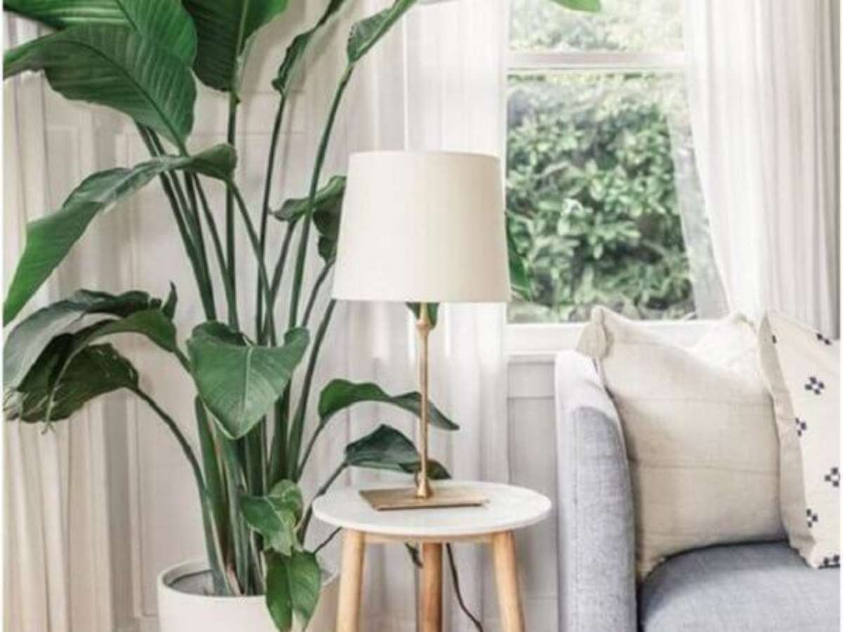 melhores plantas pendentes e de chão para sala pequena