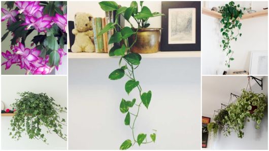 jiboia vs zamioculca qual a melhor para sala pequena