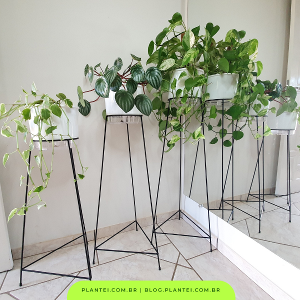 plantas baratas e fáceis de cuidar para sala pequena