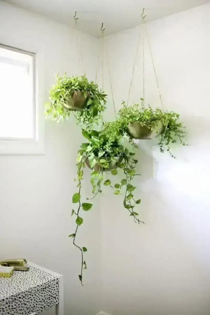 cuidados com filodendro brasil em apartamento pequeno