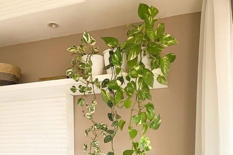 jiboia vs zamioculca qual a melhor para sala pequena