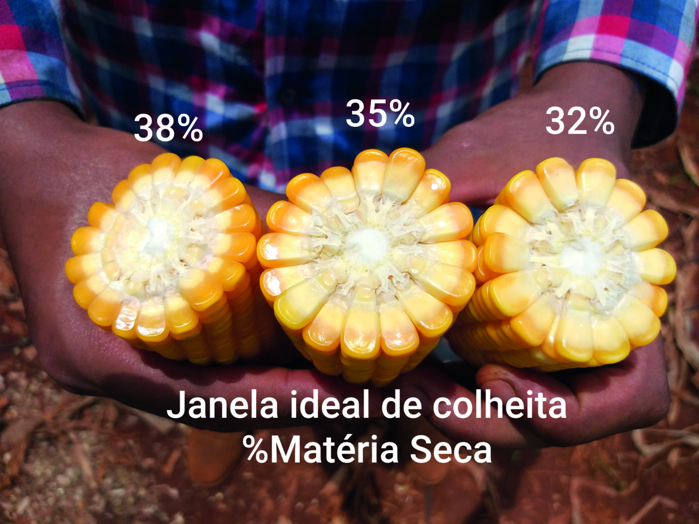 ponto de colheita do milho para silagem