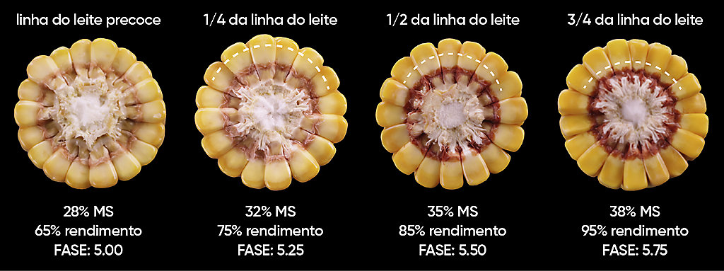 critérios para colheita de milho silagem