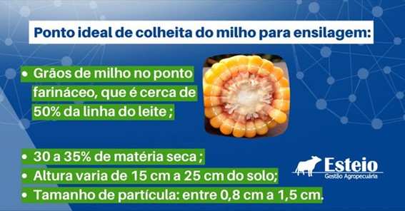 momento certo para ensilar milho