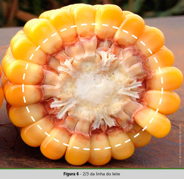 critérios para colheita de milho silagem