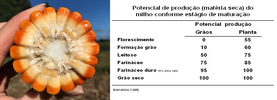 ponto de colheita do milho para silagem