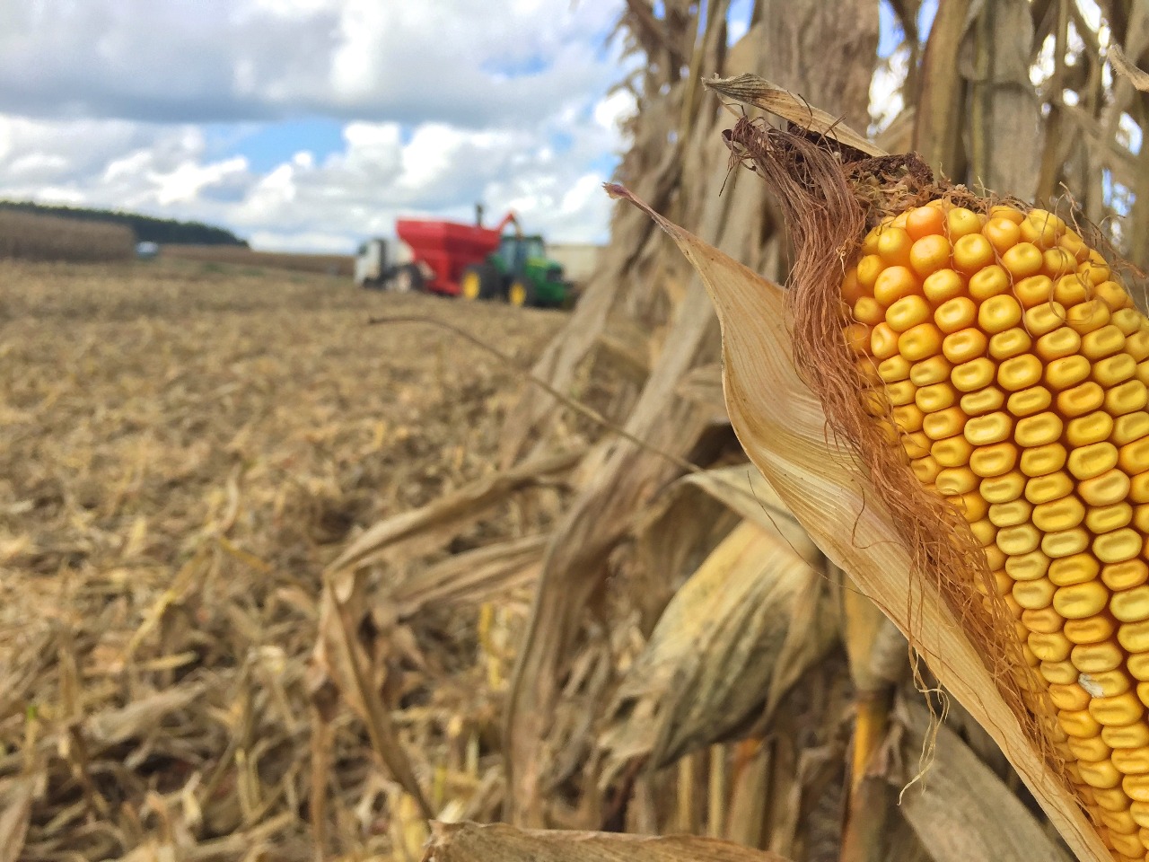 qual o ponto ideal para colheita de milho para silagem