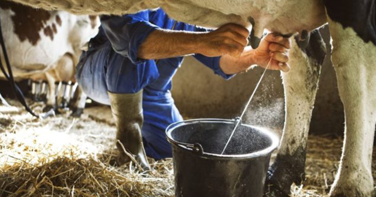Como otimizar a linha de ordenha