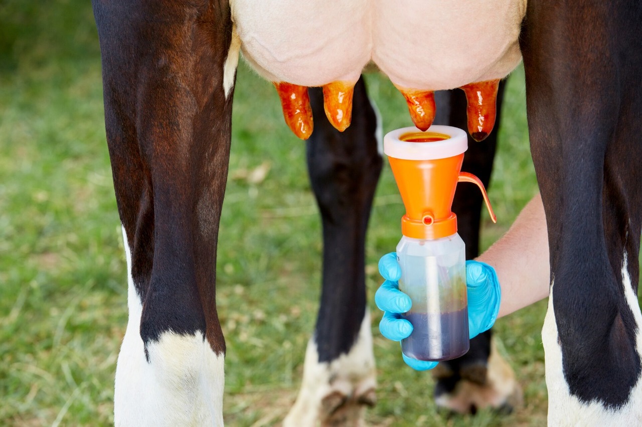 Como otimizar a linha de ordenha