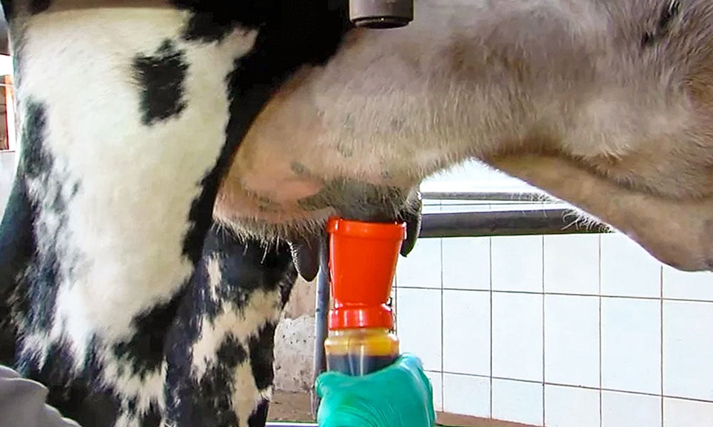 Manejo de instalações para prevenir mastite ambiental