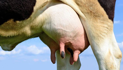 prevenção da mastite em vacas leiteiras