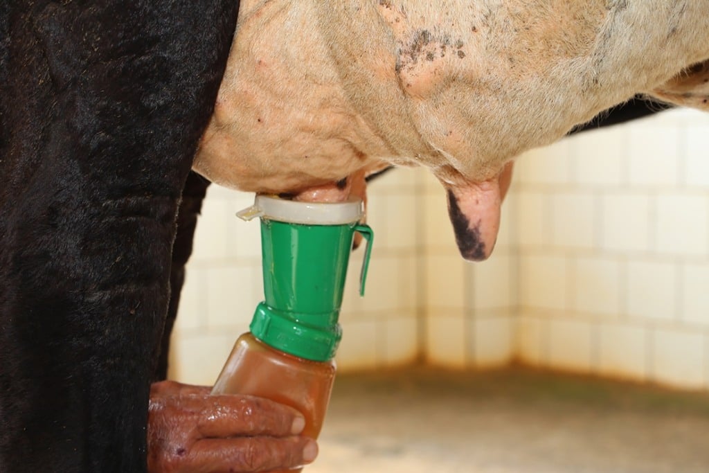 Melhores produtos para pré e pós-dipping