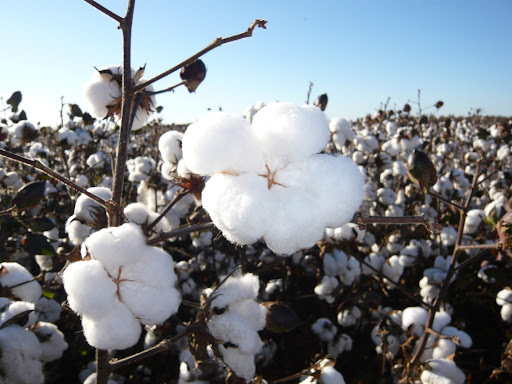 Como a certificação ABR impulsiona o algodão brasileiro no mercado global