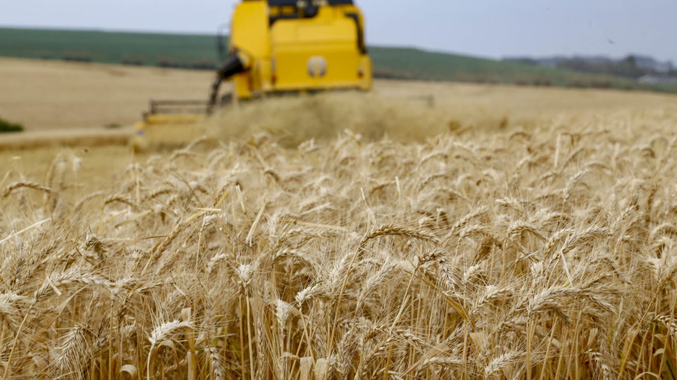 Análise Detalhada da Safra de Trigo 2024/25: Números e Projeções