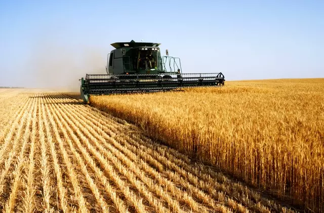 produção de trigo no brasil