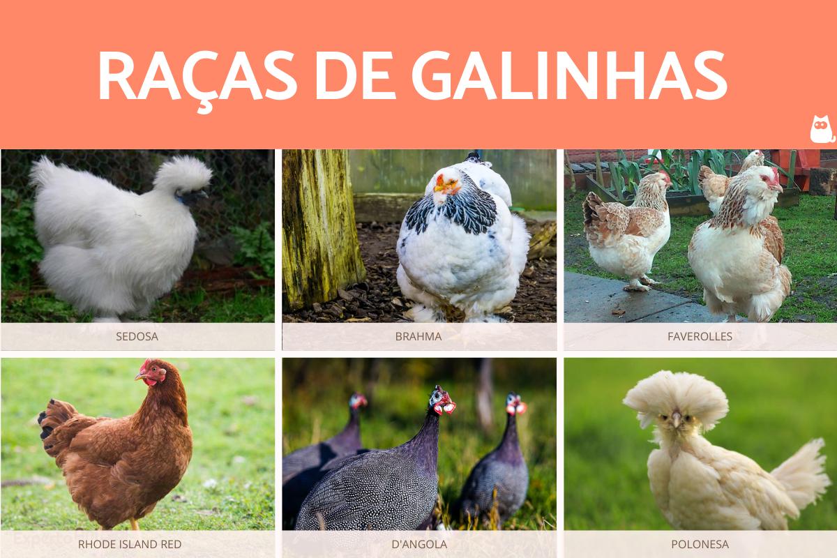 raças de galinhas caipiras