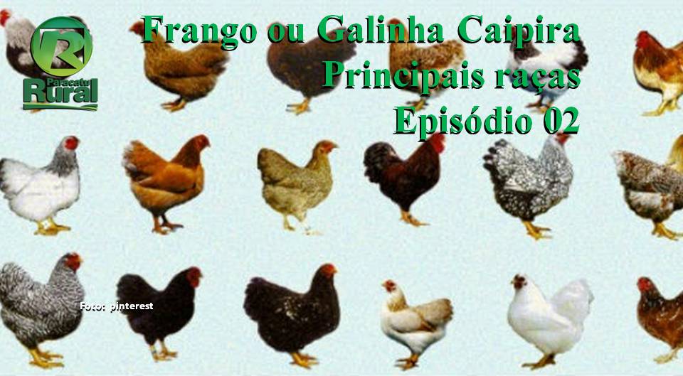galinhas poedeiras brasileiras