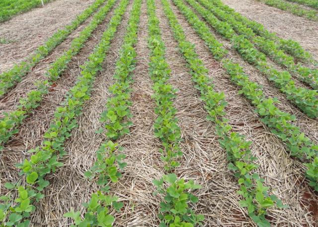 qual o melhor espaçamento para soja