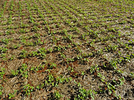 Guia Completo: Como o Hábito de Crescimento da Soja Influencia o Espaçamento