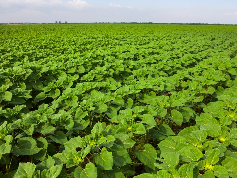 Cálculo Preciso: Quantas Sementes de Soja por Metro Linear para Sua Lavoura?