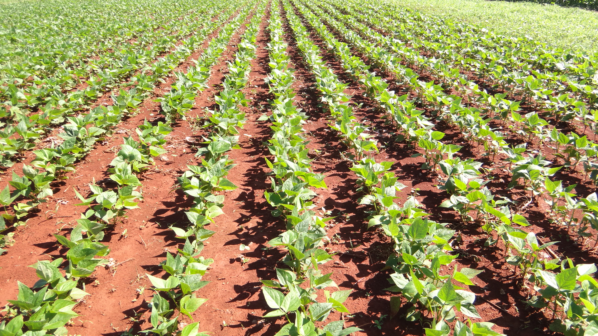 Guia Completo: Como o Hábito de Crescimento da Soja Influencia o Espaçamento