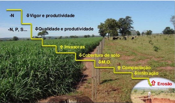 ILPF: A Integração Lavoura-Pecuária-Floresta como Estratégia de Recuperação
