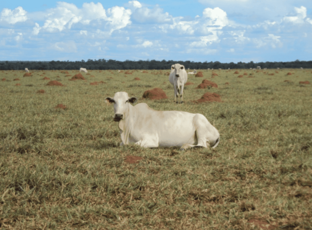 Recuperação vs. Renovação de Pastagens: Qual a Melhor Opção para Sua Propriedade?